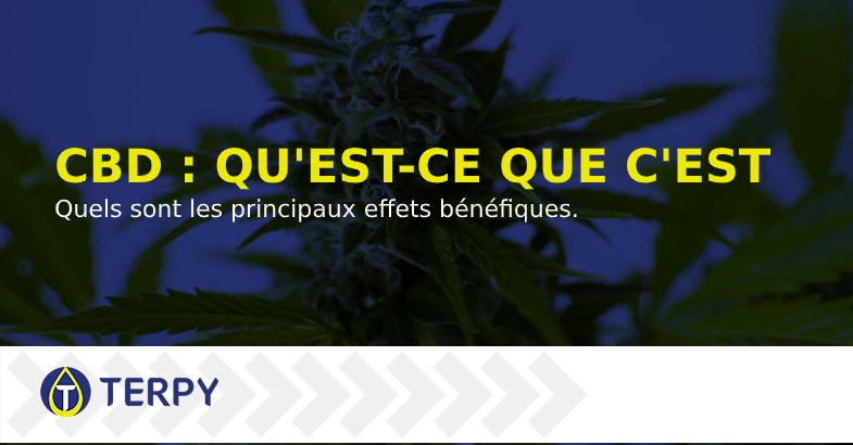 CBD qu'est ce que c'est