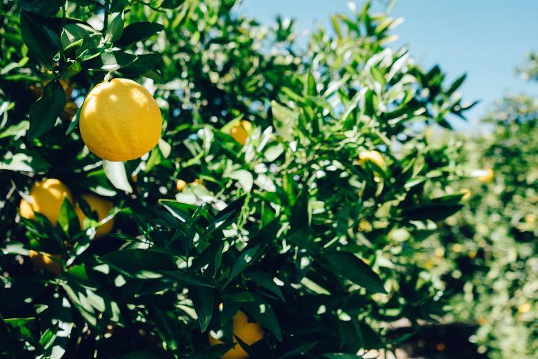 limonène terpène naturel