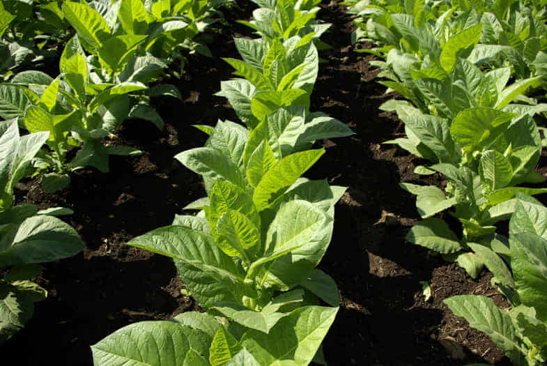 Les liquides de tabac tentent de reproduire le goût distinctif de chacune des variétés de plantes.