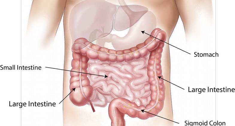 Table anatomique représentant le système digestif | Terpy